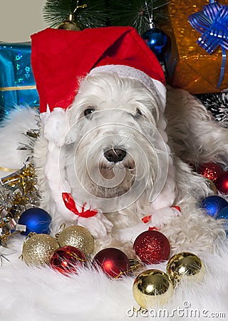 White dog in Santa hat with gift boxes under Christmas tree