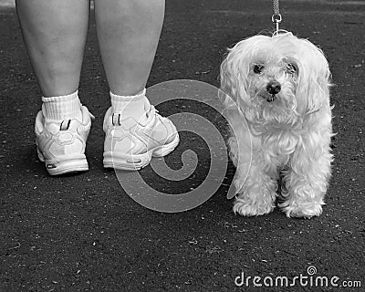 White dog on a walk