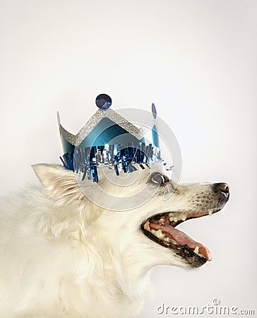 White dog wearing paper crown.