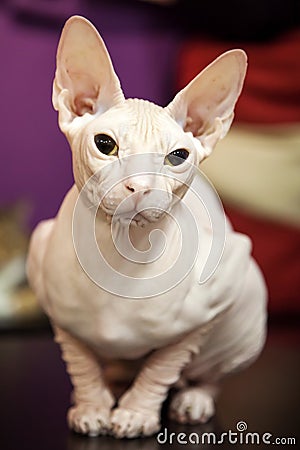 White Don Sphinx cat portrait