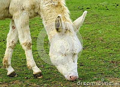 White donkey grazing