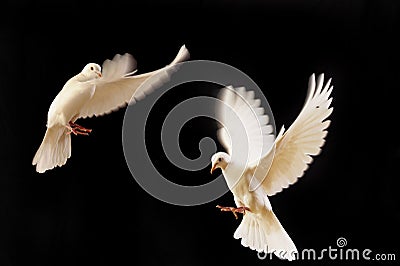 White dove