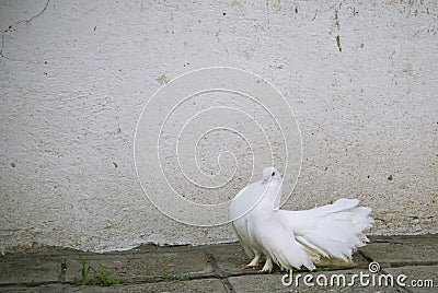 A white dove