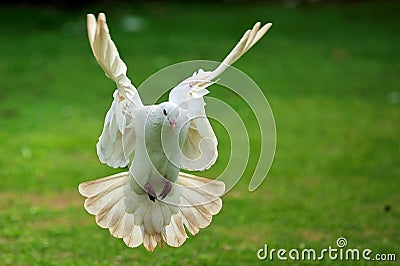 White dove in flight