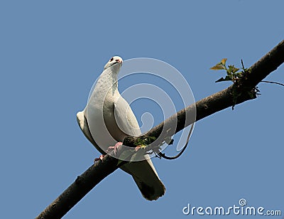 A white dove of peace