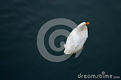 White Duck in the River
