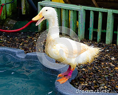 White Duck