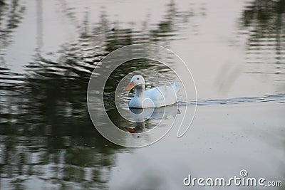 White duck swimming in the lake