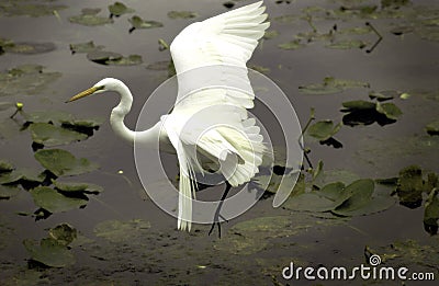 White egret flying over water