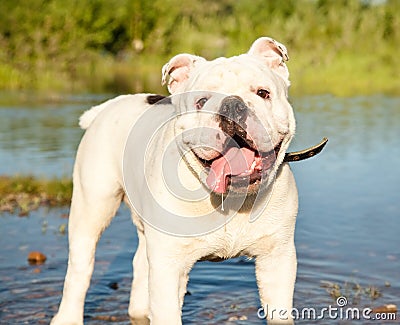 White English bulldog in the pond