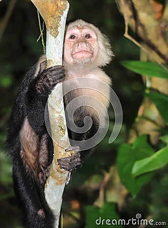 White faced capuchin monkey,cahuita,costa rica