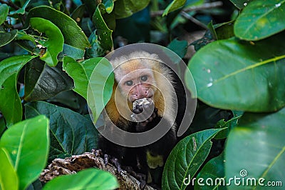 White Faced Capuchin Monkey