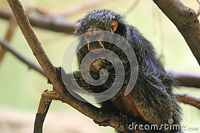 White-faced saki