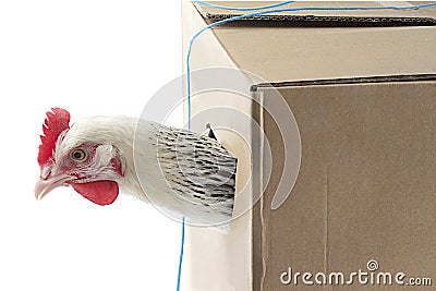 White Farm chicken with head outside