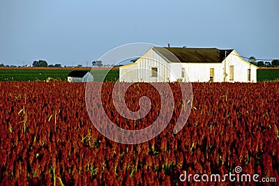 White farm house in red sorghum field