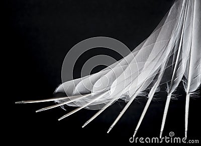White feather isolated