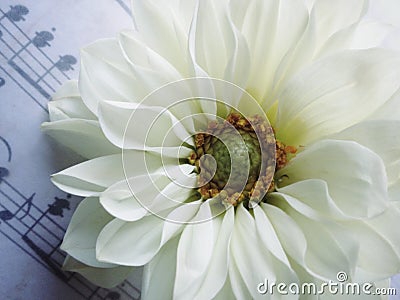 White flower with music