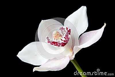 White flower of orchid on isolated black background