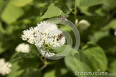 White flower with two bees