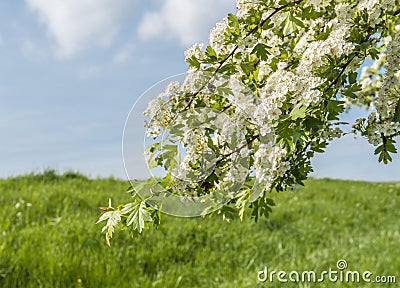 White flowering Hawthorn against a blue sky