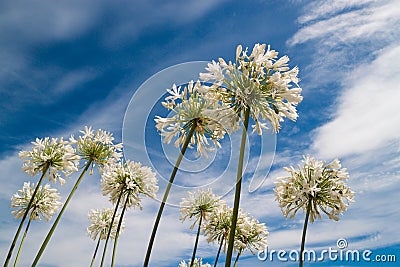White flowers on blue sky background