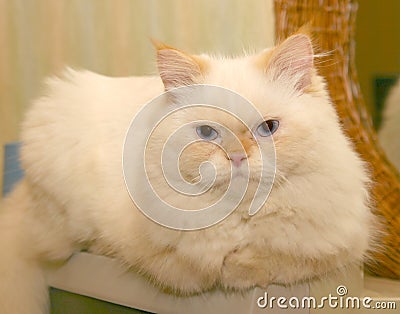 White, Fluffy Cat