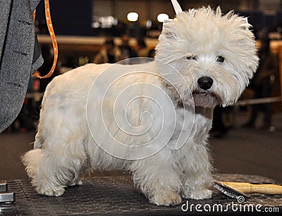 White fluffy dog ​​Bichon Frise