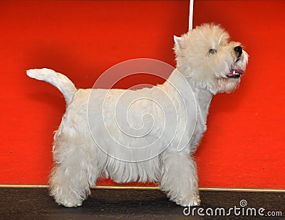 White fluffy dog ​​Bichon Frise