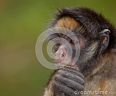 White-fronted Spider Monkey