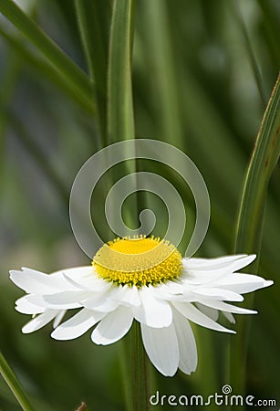 White Gerbera Daisy against Green foliage