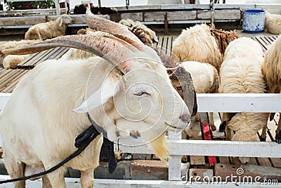 White goat farm