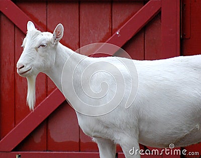 White Goat with Red Barn Door