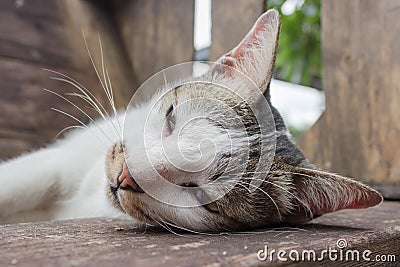 White and Gray cat.