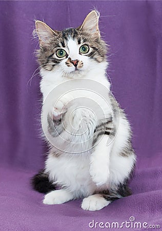 White and gray spotted kitten sitting outstretched front paw