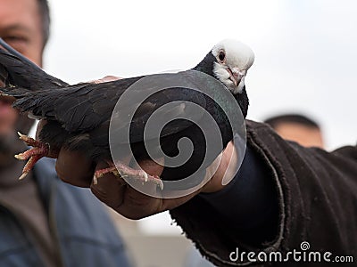 White Headed Black Pigeon in Hand