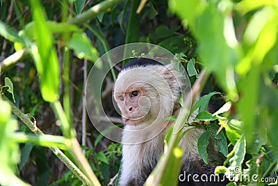 White-headed capuchin angry