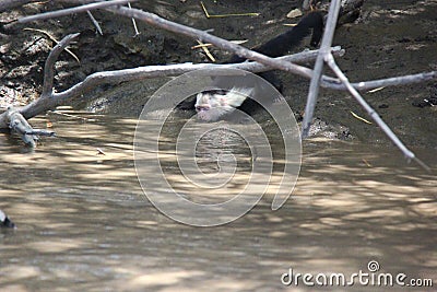 White-headed capuchin, drinking with eyes shut