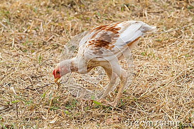 White hen searching for food