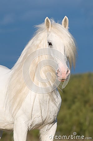 White horse in autumn