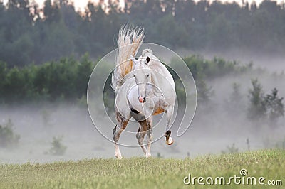 White horse in foggy field