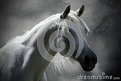 White horse