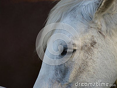 White horse portrait with sad eyes