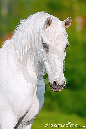 White horse portrait in summer day