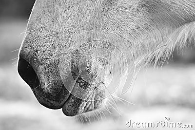 White horse s black and white art detail