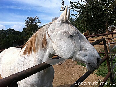 White Horse Side View