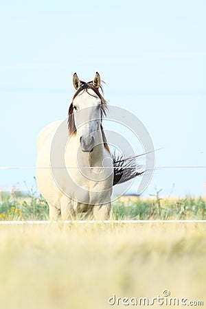 White horse