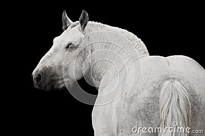 White horse stallion portrait isolated on black