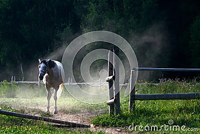 White horse standing behind opened gate in dust