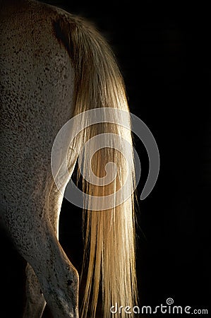 White Horse Tail Lit by Afternoon Sun