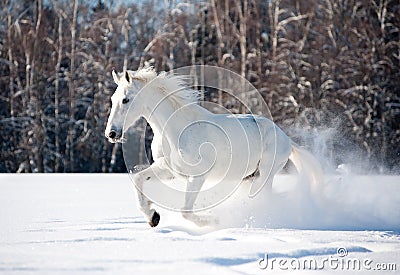 White horse in winter